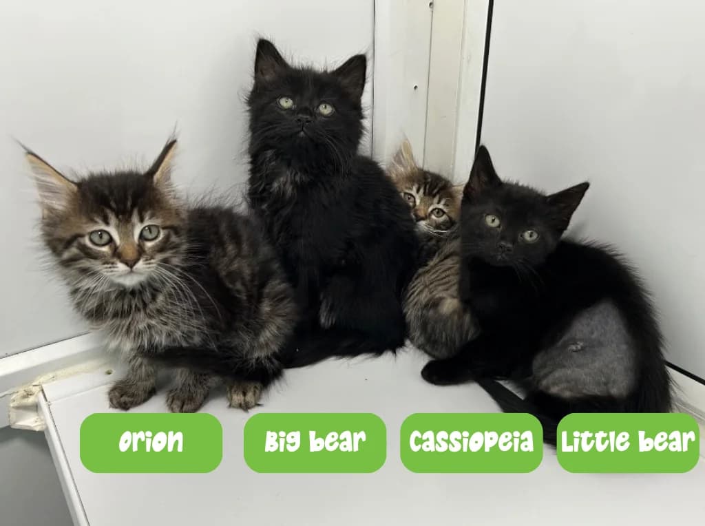 Quinny’s kittens, puppy Mixed Breed Cat for adoption at Thornberry Animal Sanctuary