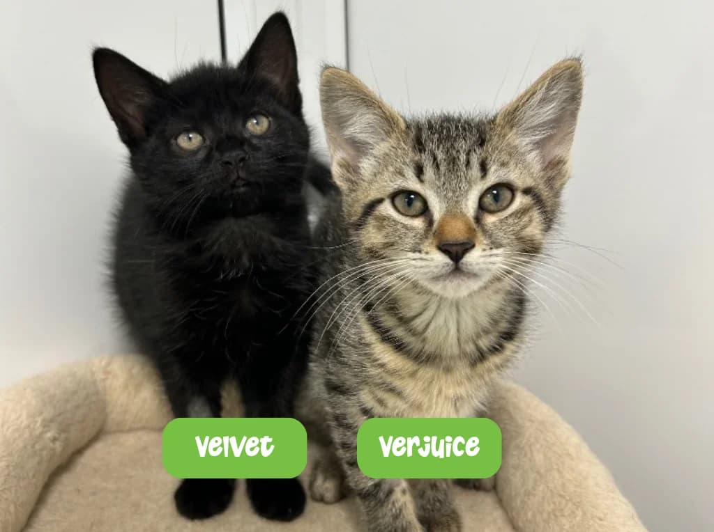 Velvet and Verjuice, Mixed Breed Cat for adoption at Thornberry Animal Sanctuary