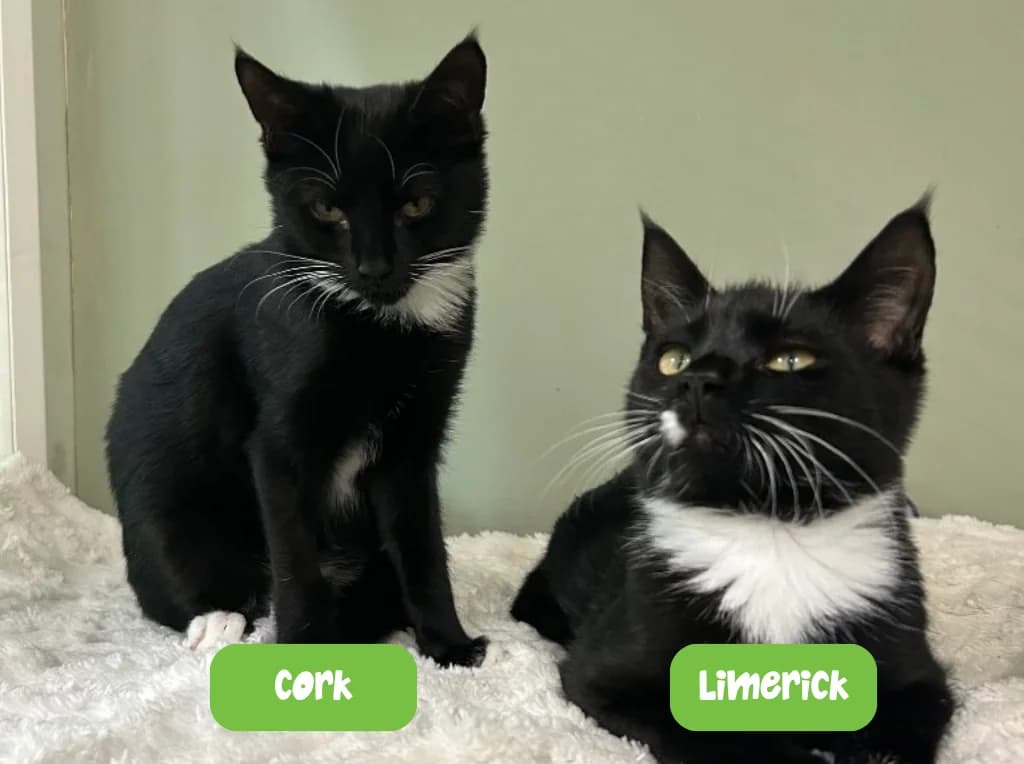 Cork and Limerick, Mixed Breed Cat for adoption at Thornberry Animal Sanctuary