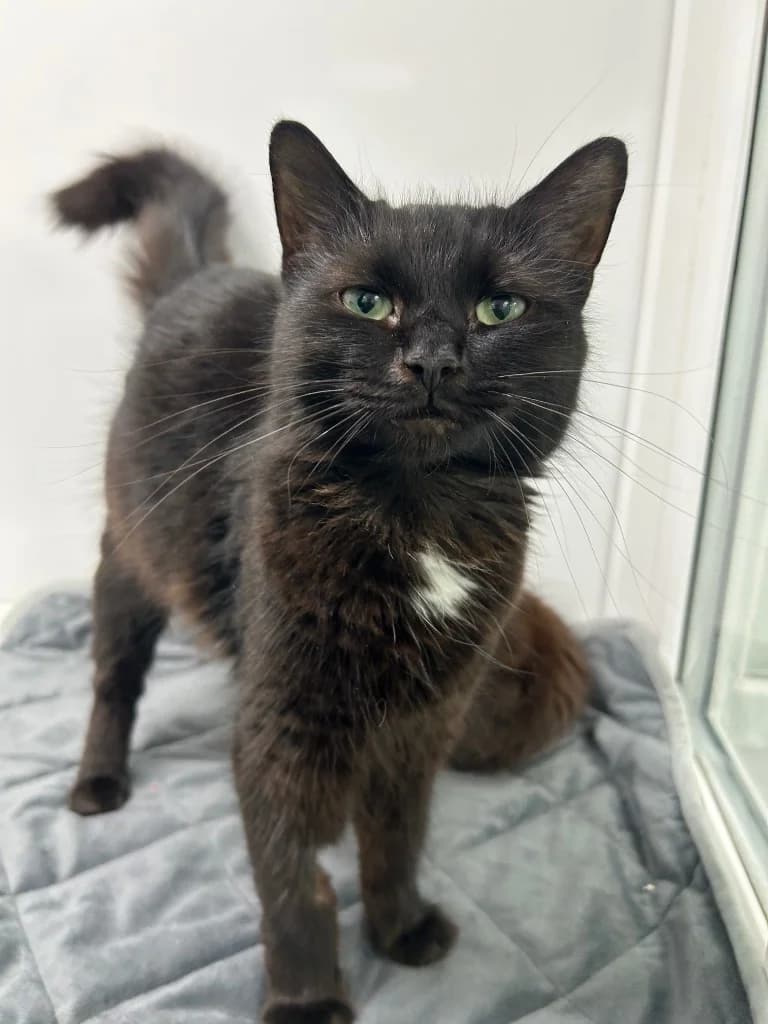 Temperance, young mixed breed for adoption at Thornberry Animal Sanctuary