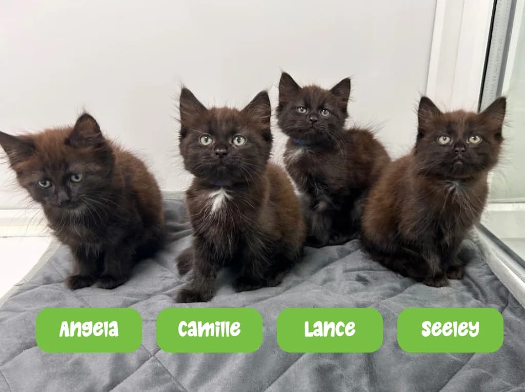 Temperance’s kittens, puppy mixed breed for adoption at Thornberry Animal Sanctuary