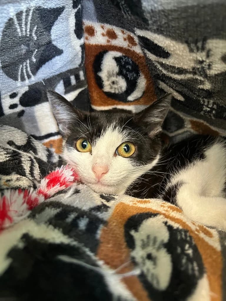 Makita, Mixed Breed Cat for adoption at Thornberry Animal Sanctuary