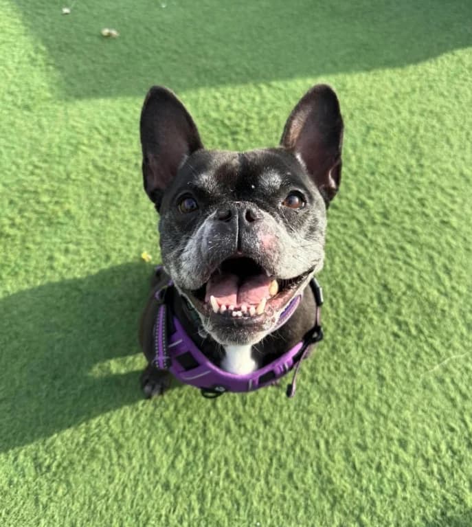 Stella, 6yo English Bulldog for adoption at Thornberry Animal Sanctuary