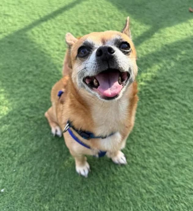 Benny, senior Chihuahua for adoption at Thornberry Animal Sanctuary
