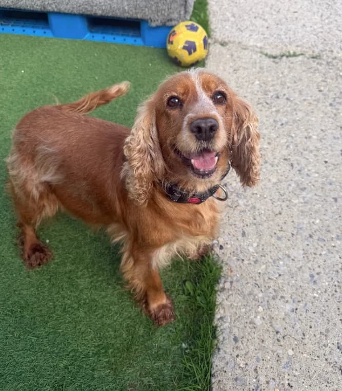 Lady, senior Cocker Spaniel for adoption at Thornberry Animal Sanctuary