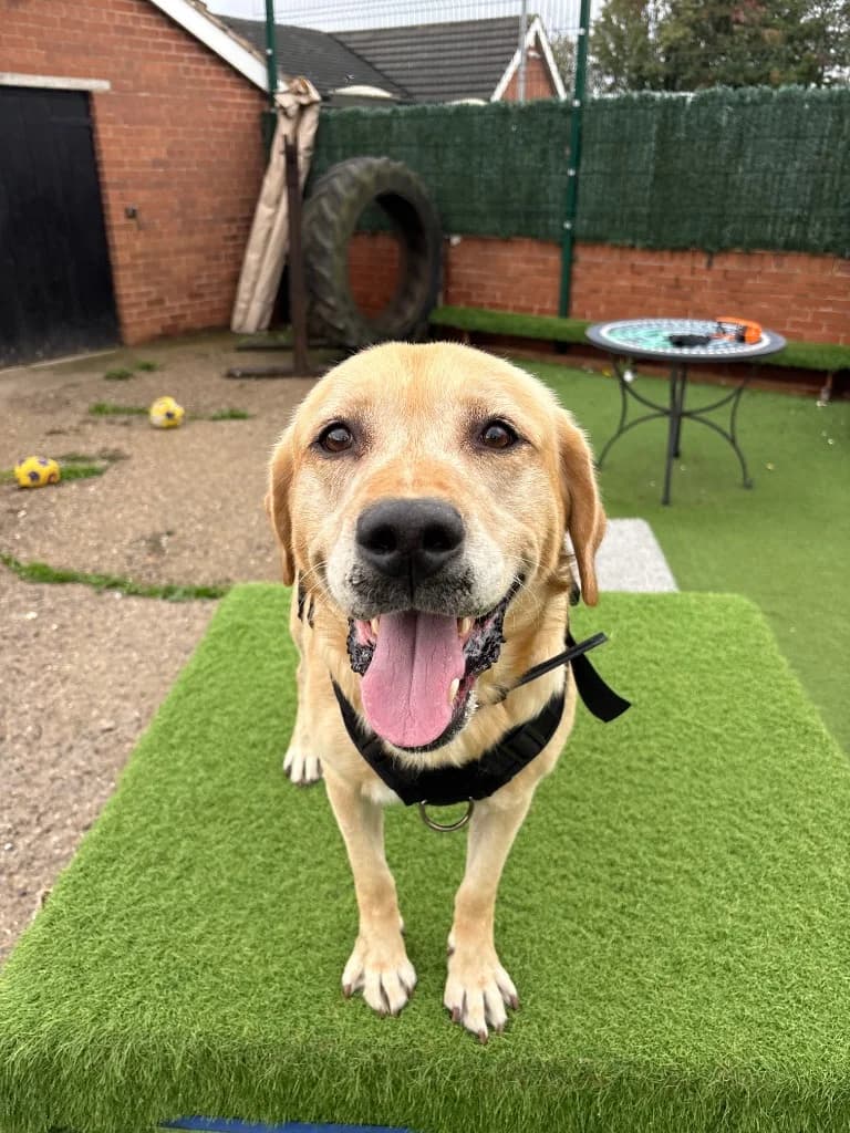 Buddy (Labrador), 5yo Labrador Retriever for adoption at Thornberry Animal Sanctuary