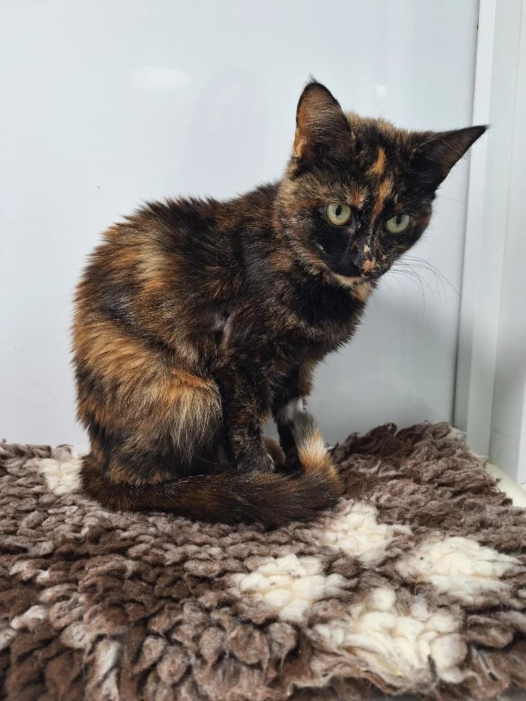 Bella, young Mixed Breed Cat for adoption at Thornberry Animal Sanctuary
