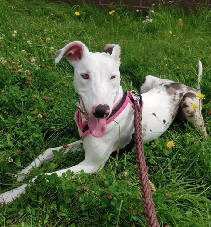 Bonnie, 5yo Lurcher for adoption at Thornberry Animal Sanctuary