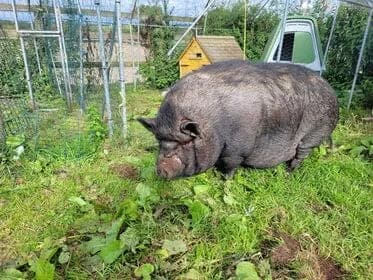 Treacle — 8-Year Old – Female Pig, senior mixed breed for adoption at Thornberry Animal Sanctuary