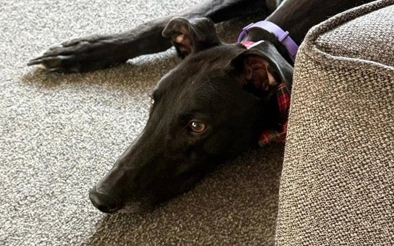 Rodney, male Mixed Breed for adoption at TIA Greyhound & Lurcher Rescue
