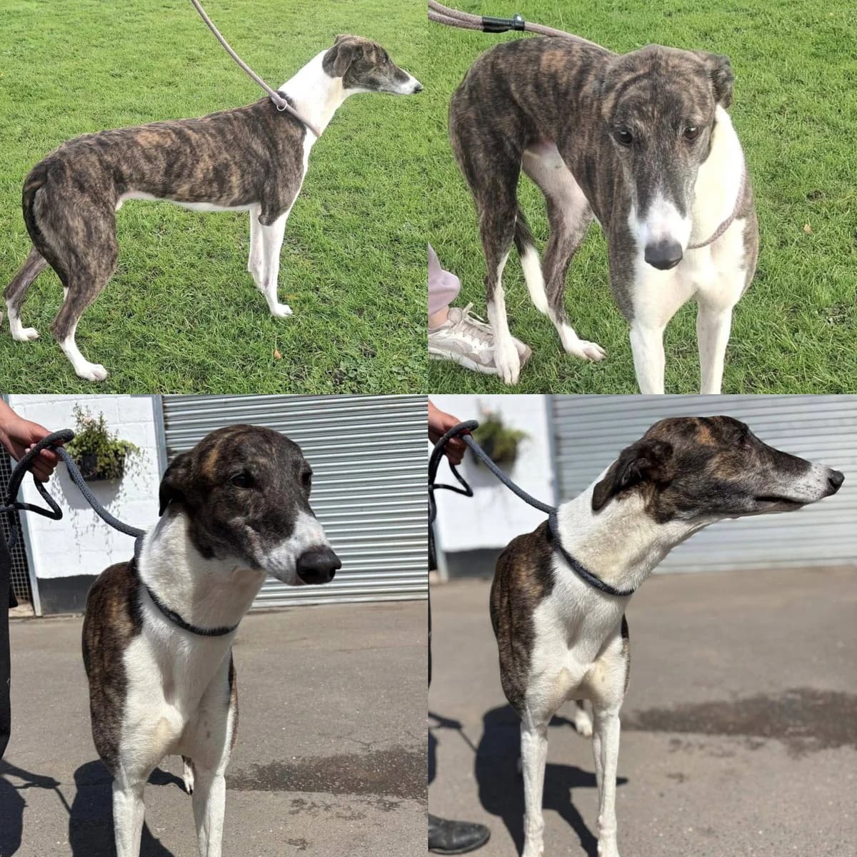 Driller, male Mixed Breed for adoption at TIA Greyhound & Lurcher Rescue