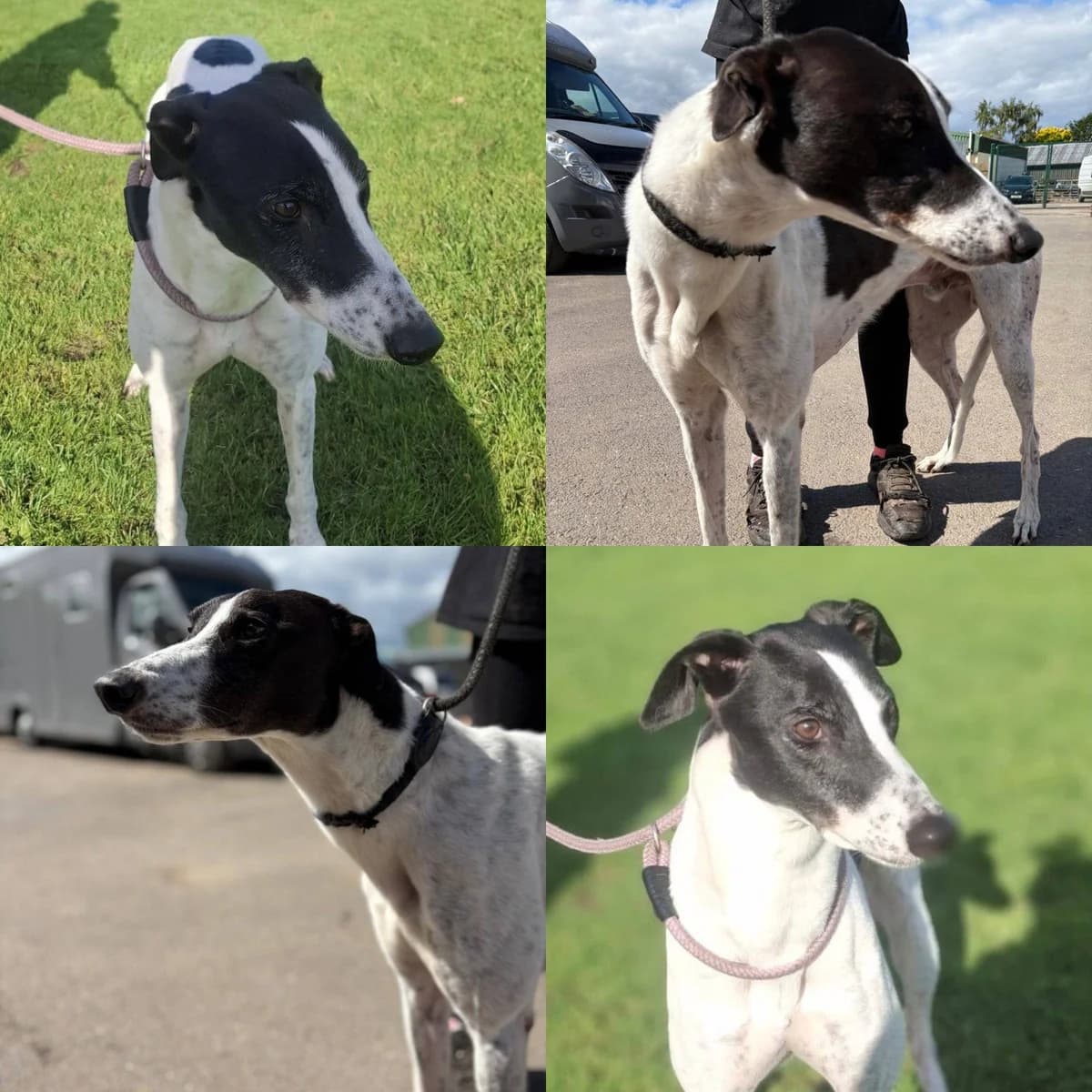 Logan, male 5yo Greyhound for adoption at TIA Greyhound & Lurcher Rescue