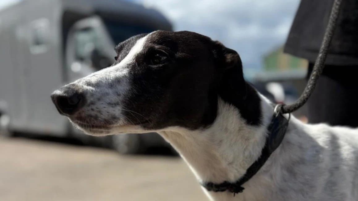 Logan, male 5yo Greyhound for adoption at TIA Greyhound & Lurcher Rescue