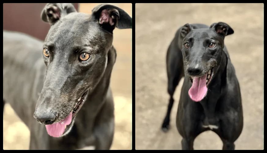 Brax, female 4yo Mixed Breed for adoption at TIA Greyhound & Lurcher Rescue