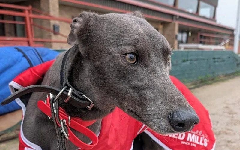 Aaron, male 3yo Mixed Breed for adoption at TIA Greyhound & Lurcher Rescue