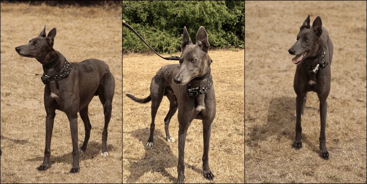 Aaron, male 3yo Mixed Breed for adoption at TIA Greyhound & Lurcher Rescue