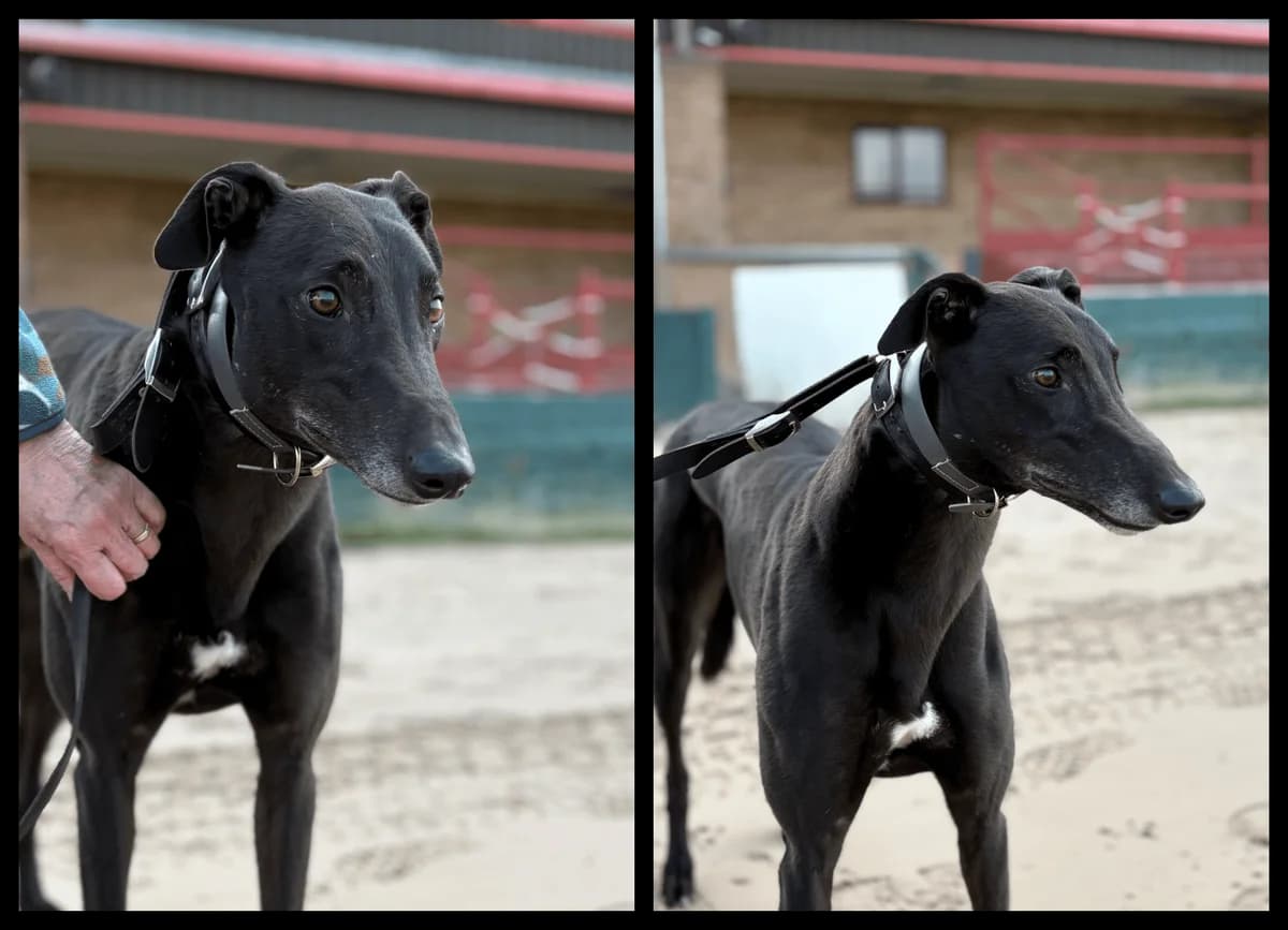 Blackout, female Mixed Breed for adoption at TIA Greyhound & Lurcher Rescue