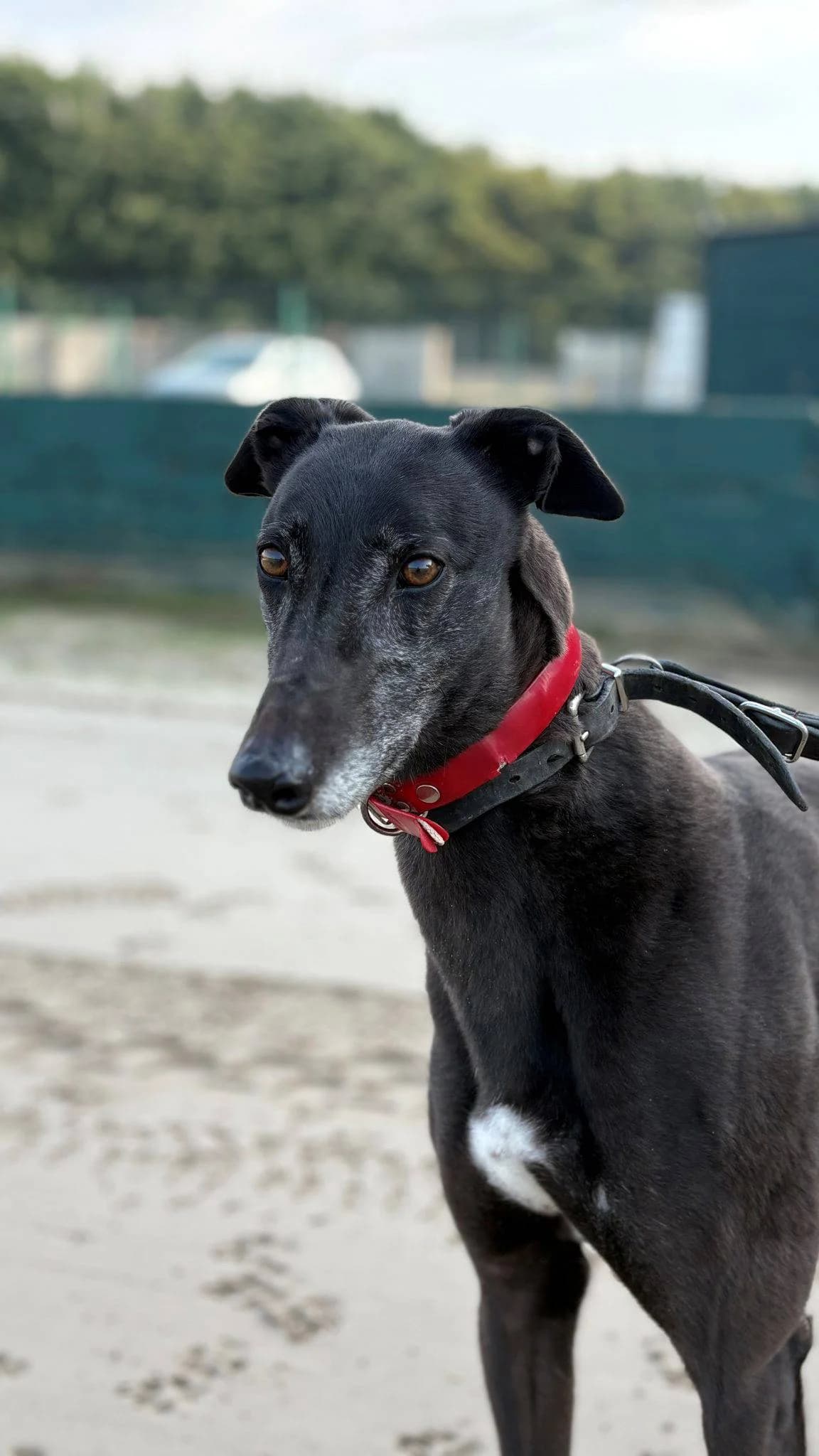 Dreamer, male Mixed Breed for adoption at TIA Greyhound & Lurcher Rescue