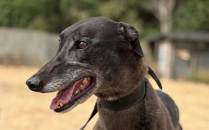 Dreamer, male Mixed Breed for adoption at TIA Greyhound & Lurcher Rescue