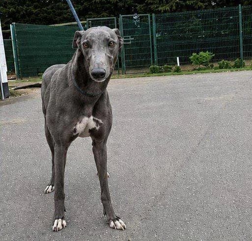 Slick, 4yo Greyhound for adoption at TIA Greyhound & Lurcher Rescue
