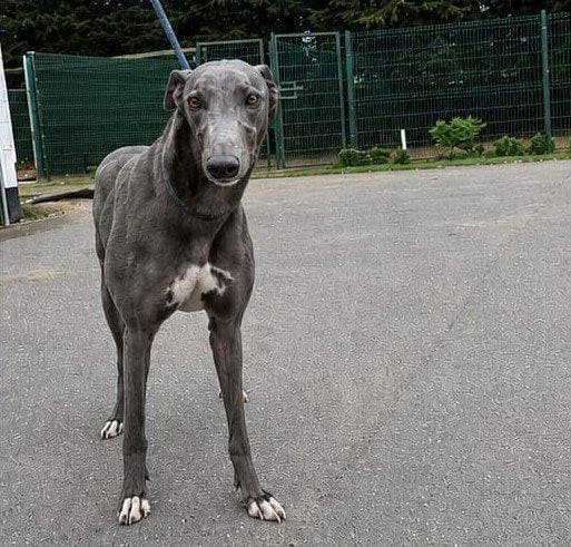 Slick, 4yo Greyhound for adoption at TIA Greyhound & Lurcher Rescue