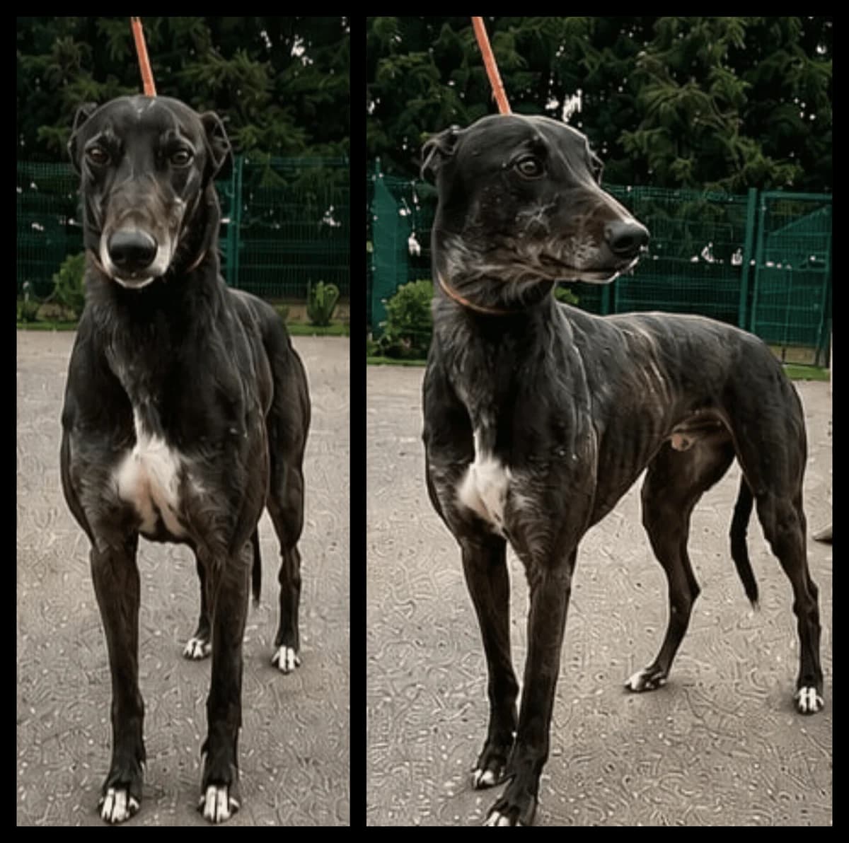 Jack, male 6yo Greyhound for adoption at TIA Greyhound & Lurcher Rescue