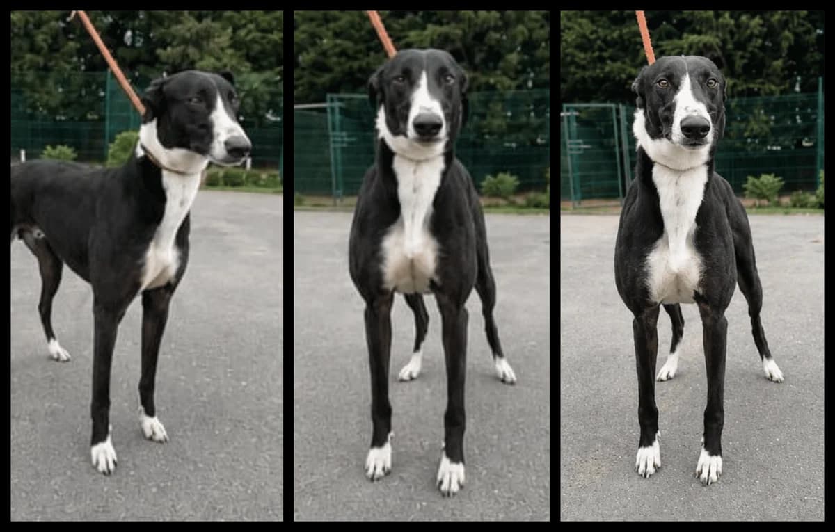 Herbert, male 5yo Greyhound for adoption at TIA Greyhound & Lurcher Rescue