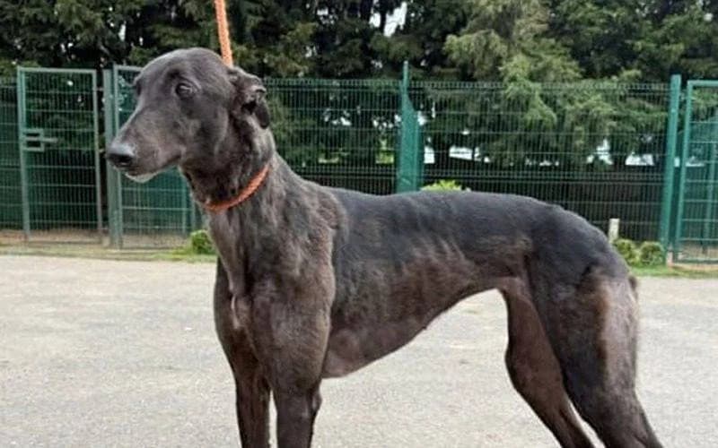 May, female 4yo Greyhound for adoption at TIA Greyhound & Lurcher Rescue