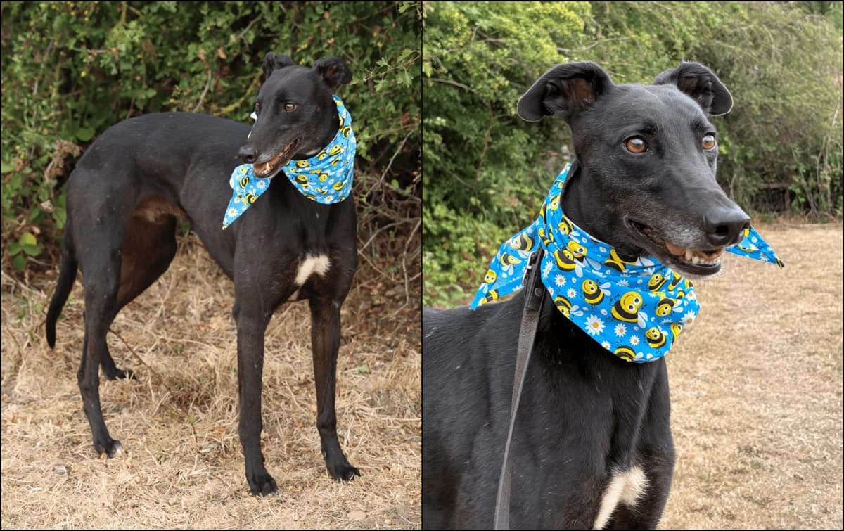 Paudie, male 4yo Mixed Breed for adoption at TIA Greyhound & Lurcher Rescue