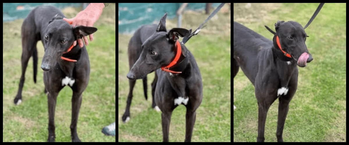 Cha, male Mixed Breed for adoption at TIA Greyhound & Lurcher Rescue
