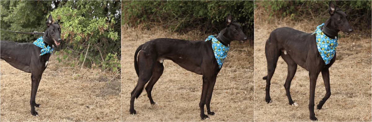 Cha, male Mixed Breed for adoption at TIA Greyhound & Lurcher Rescue