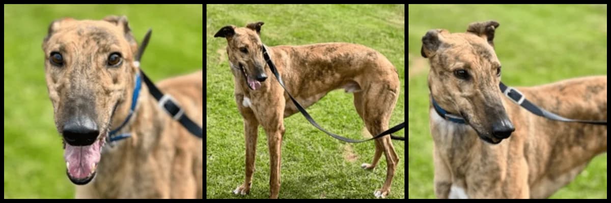 Arnie, male 3yo Greyhound for adoption at TIA Greyhound & Lurcher Rescue