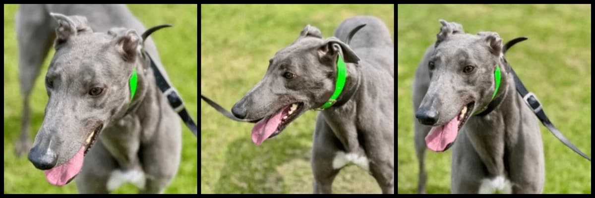 Hermes, male 3yo Mixed Breed for adoption at TIA Greyhound & Lurcher Rescue
