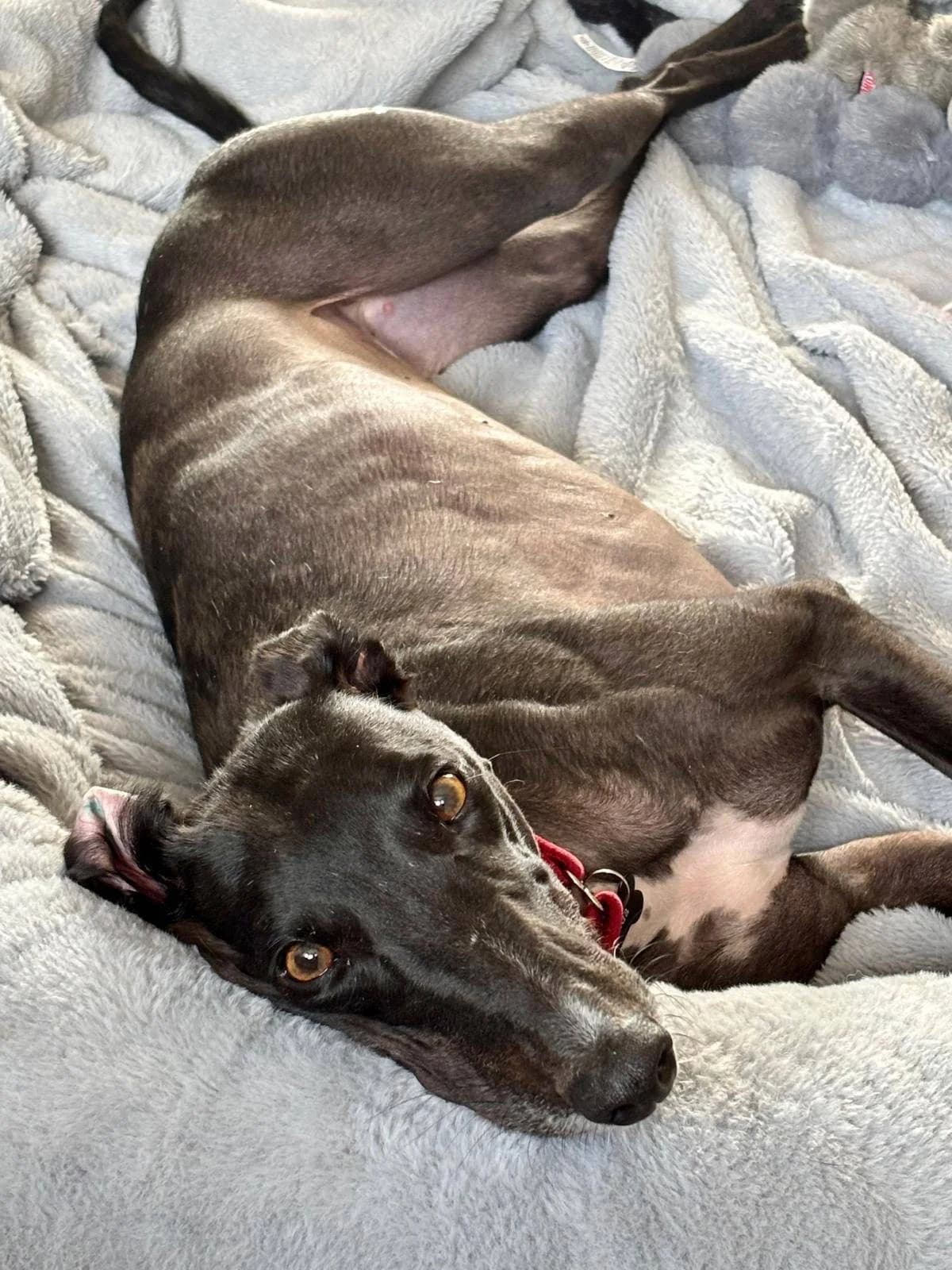 Hilda, female young Mixed Breed for adoption at TIA Greyhound & Lurcher Rescue