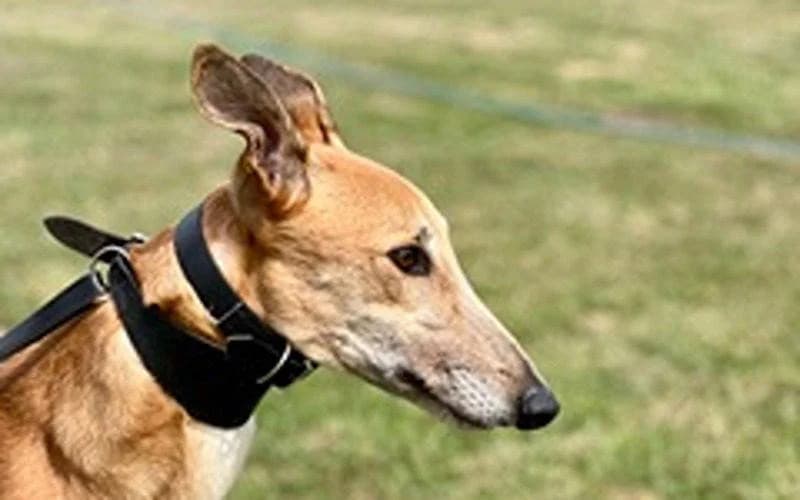 Primo, male 4yo Greyhound for adoption at TIA Greyhound & Lurcher Rescue