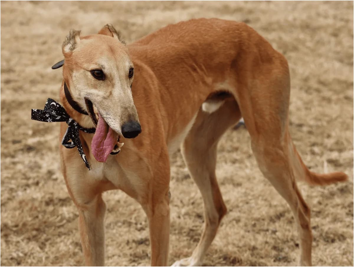 Primo, male 4yo Greyhound for adoption at TIA Greyhound & Lurcher Rescue