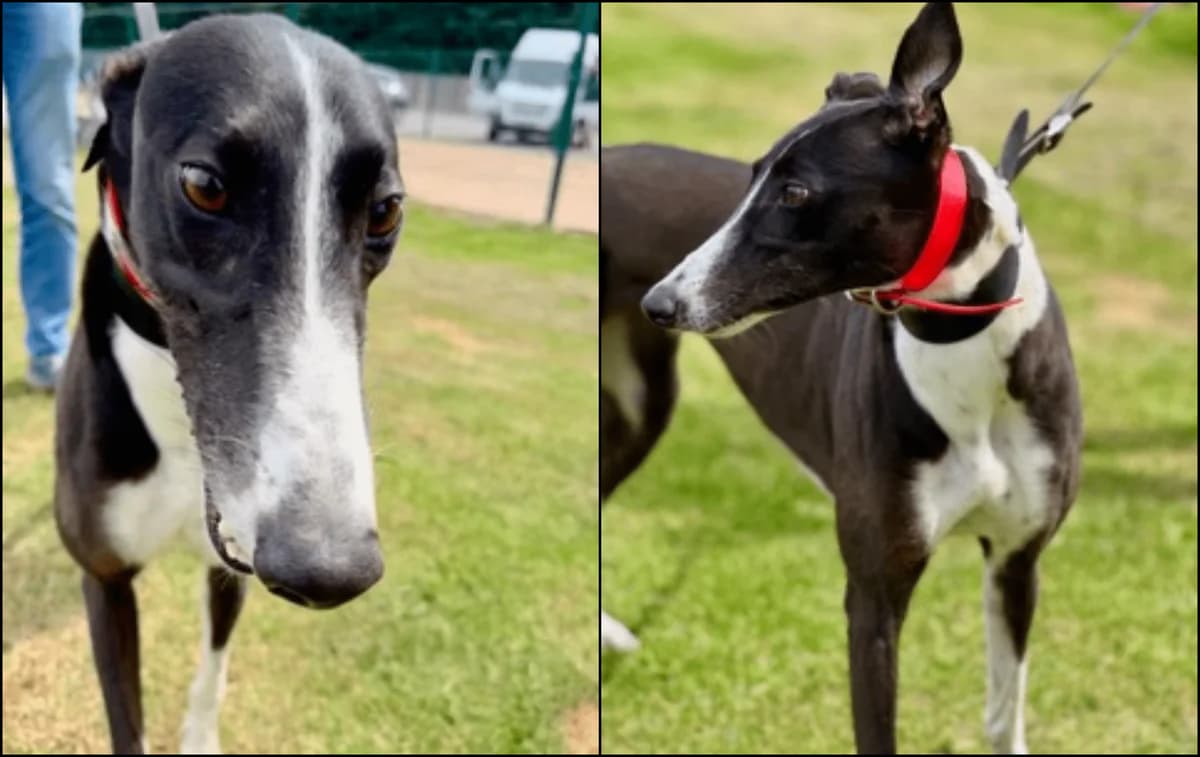 Gem, female Greyhound for adoption at TIA Greyhound & Lurcher Rescue