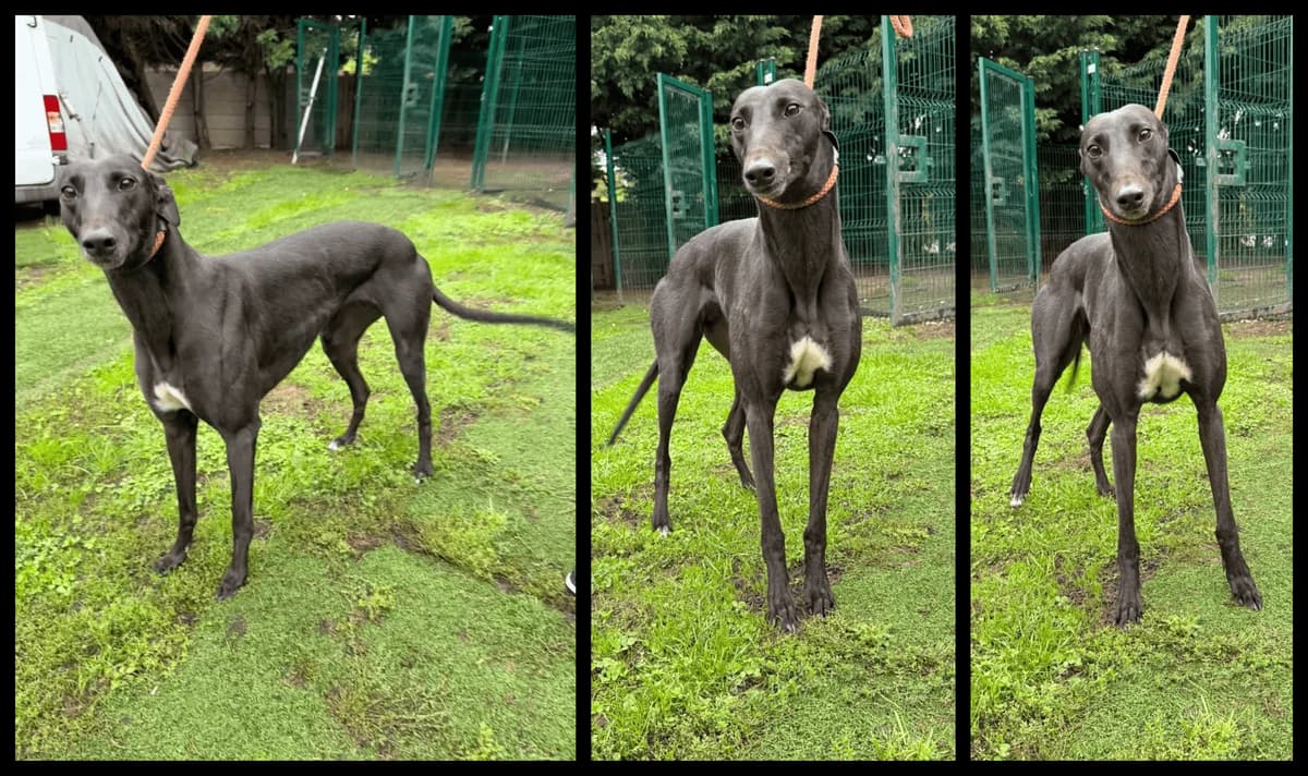 Paige, female Mixed Breed for adoption at TIA Greyhound & Lurcher Rescue