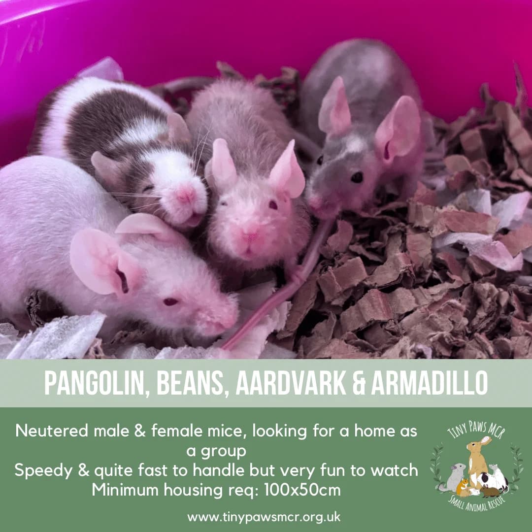 Pangolin, Beans, Aardvark & Armadillo, puppy mixed breed for adoption at Tiny Paws MCR