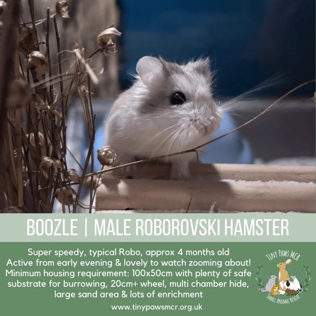Boozle, male young mixed breed for adoption at Tiny Paws MCR