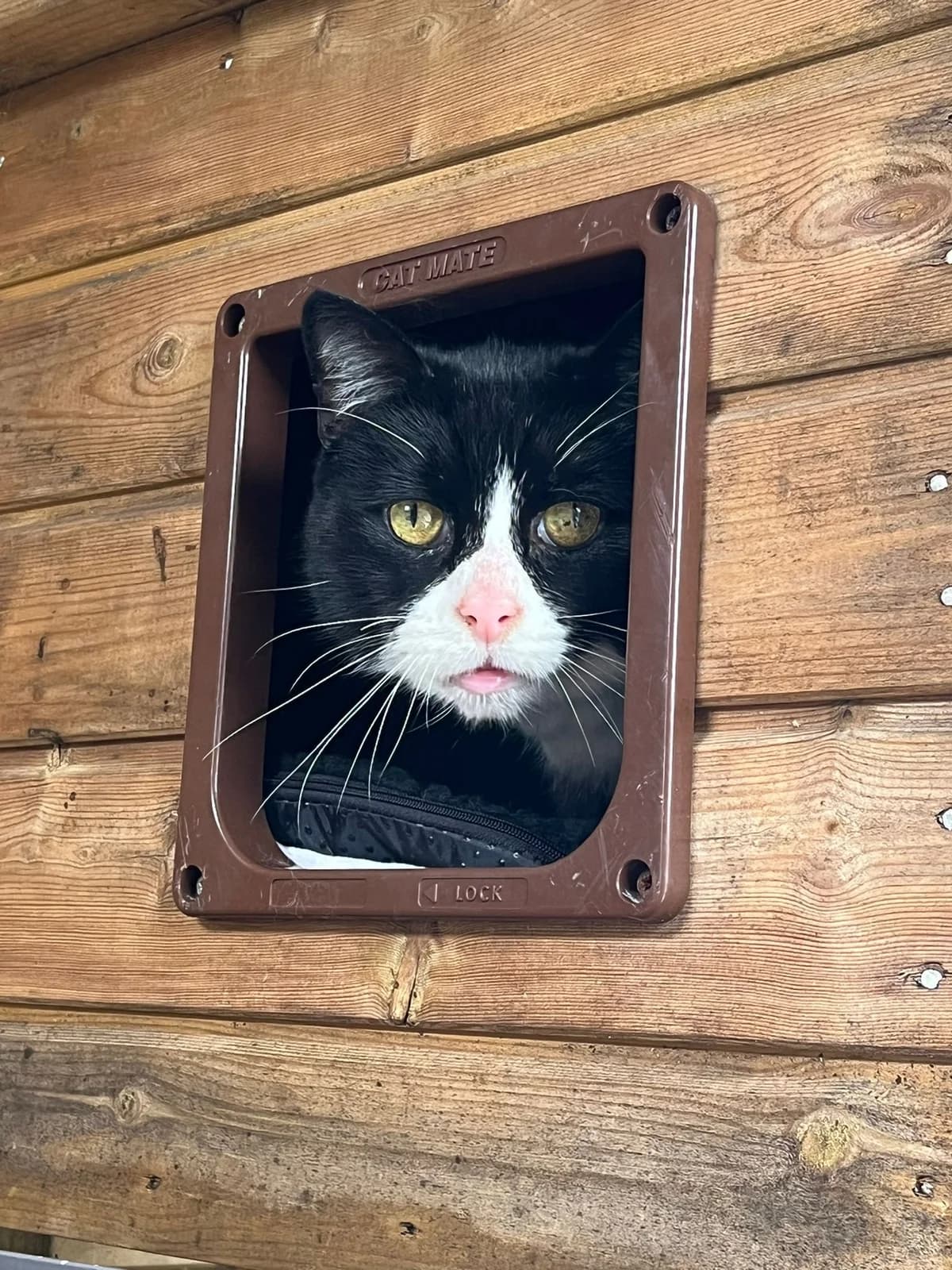 Outside cats, Mixed Breed Cat for adoption at Toe Beans Cat Rescue
