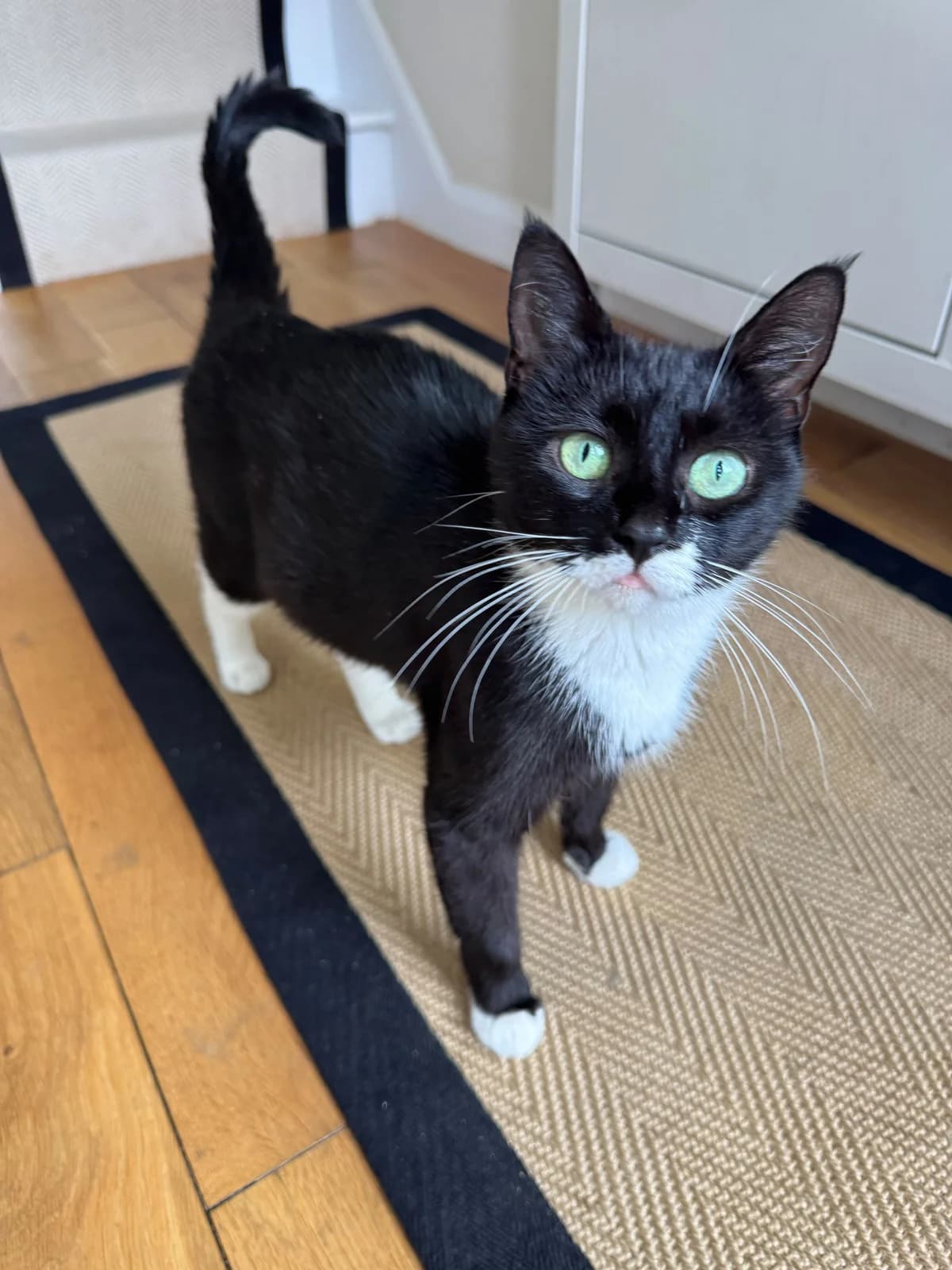 Tangle, female 5yo Mixed Breed Cat for adoption at Toe Beans Cat Rescue