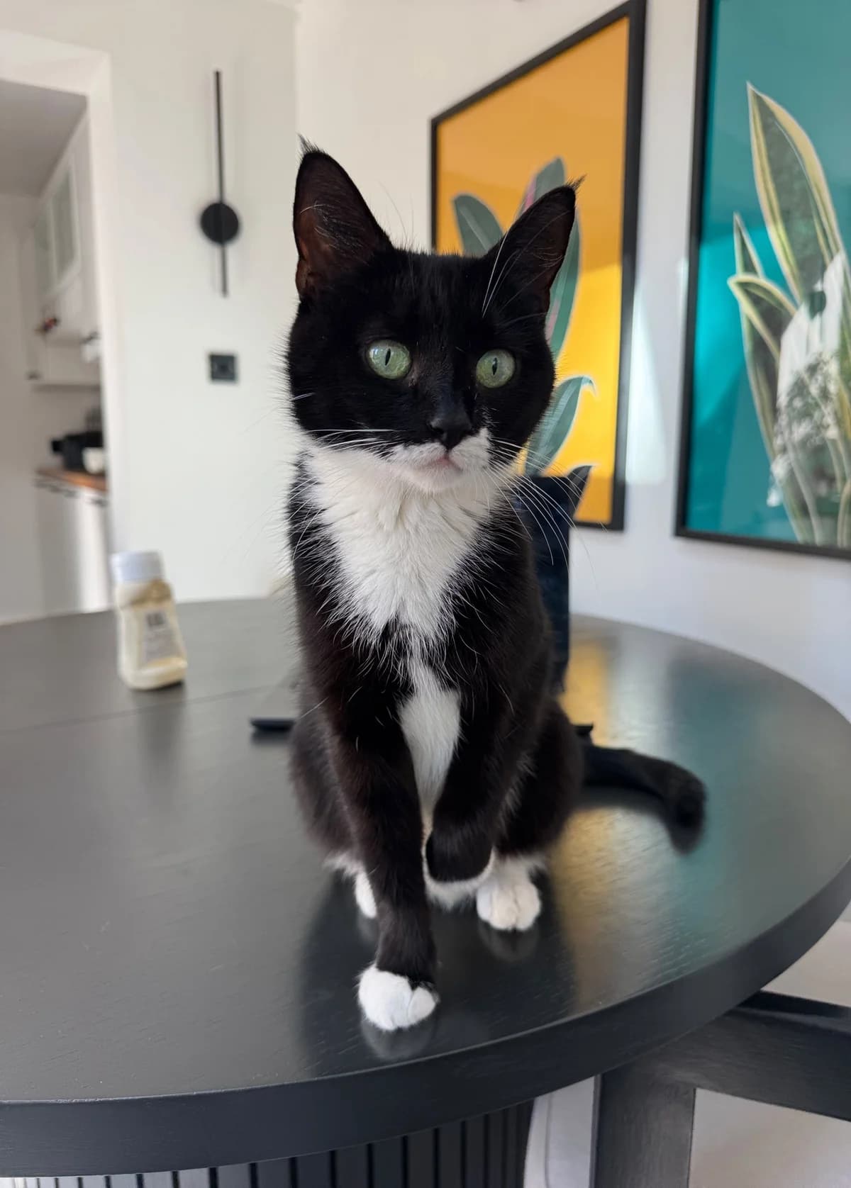 Tangle, female 5yo Mixed Breed Cat for adoption at Toe Beans Cat Rescue