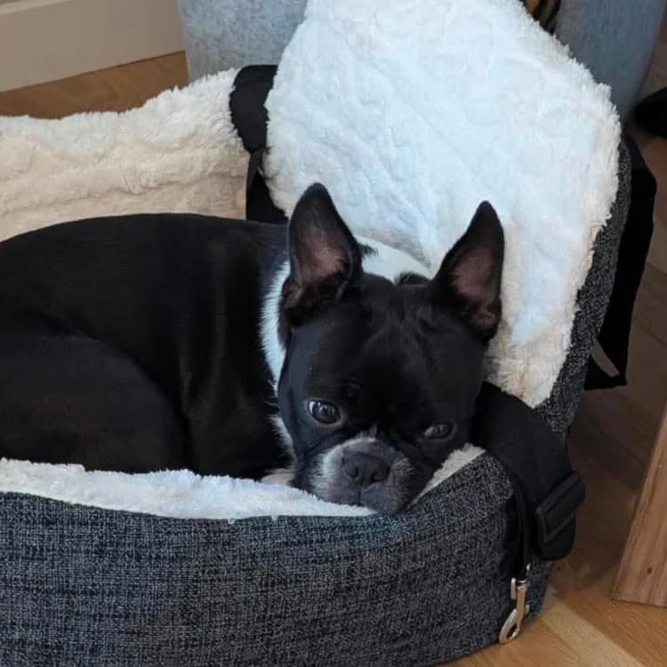 Blossom - APPLICATIONS CLOSED, Boston Terrier for adoption at UK Boston Terrier Rescue