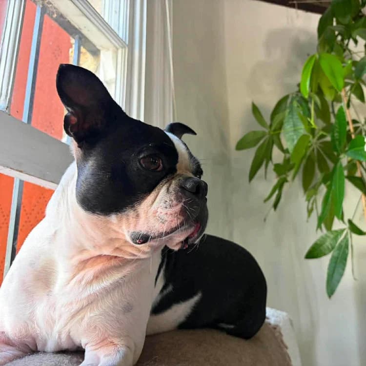Coby, male Boston Terrier for adoption at UK Boston Terrier Rescue