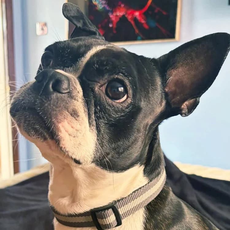 Freddie, male Boston Terrier for adoption at UK Boston Terrier Rescue