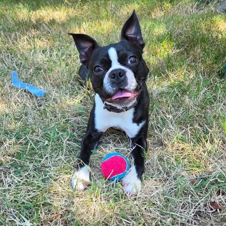 Maverick, young Boston Terrier for adoption at UK Boston Terrier Rescue