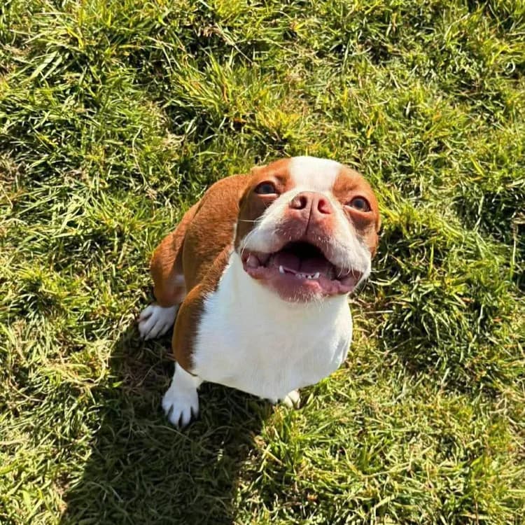 Romy, 3yo Boston Terrier for adoption at UK Boston Terrier Rescue