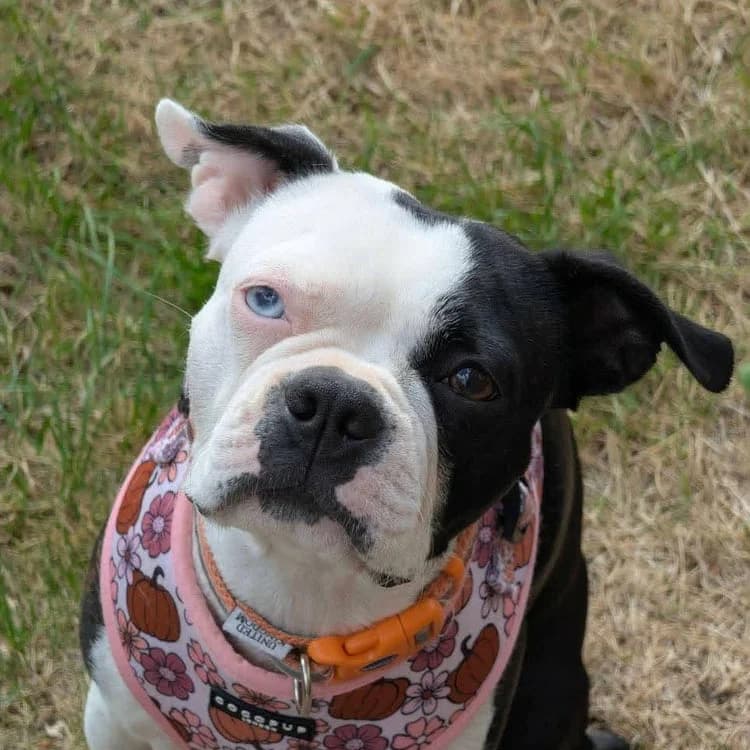 Trixie, female young Boston Terrier for adoption at UK Boston Terrier Rescue