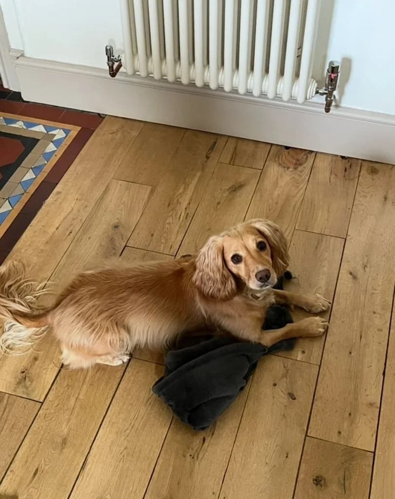 Myrtle, 5yo Cocker Spaniel for adoption at UK Spaniel Rescue, Preston